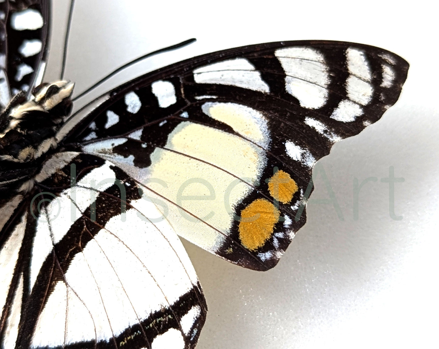 Charaxes nobilis  Schmetterling InsectArt