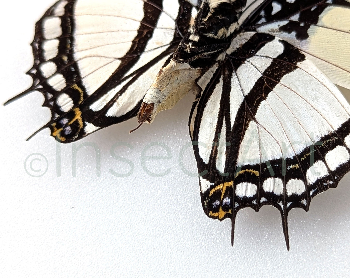 Charaxes nobilis  Schmetterling InsectArt