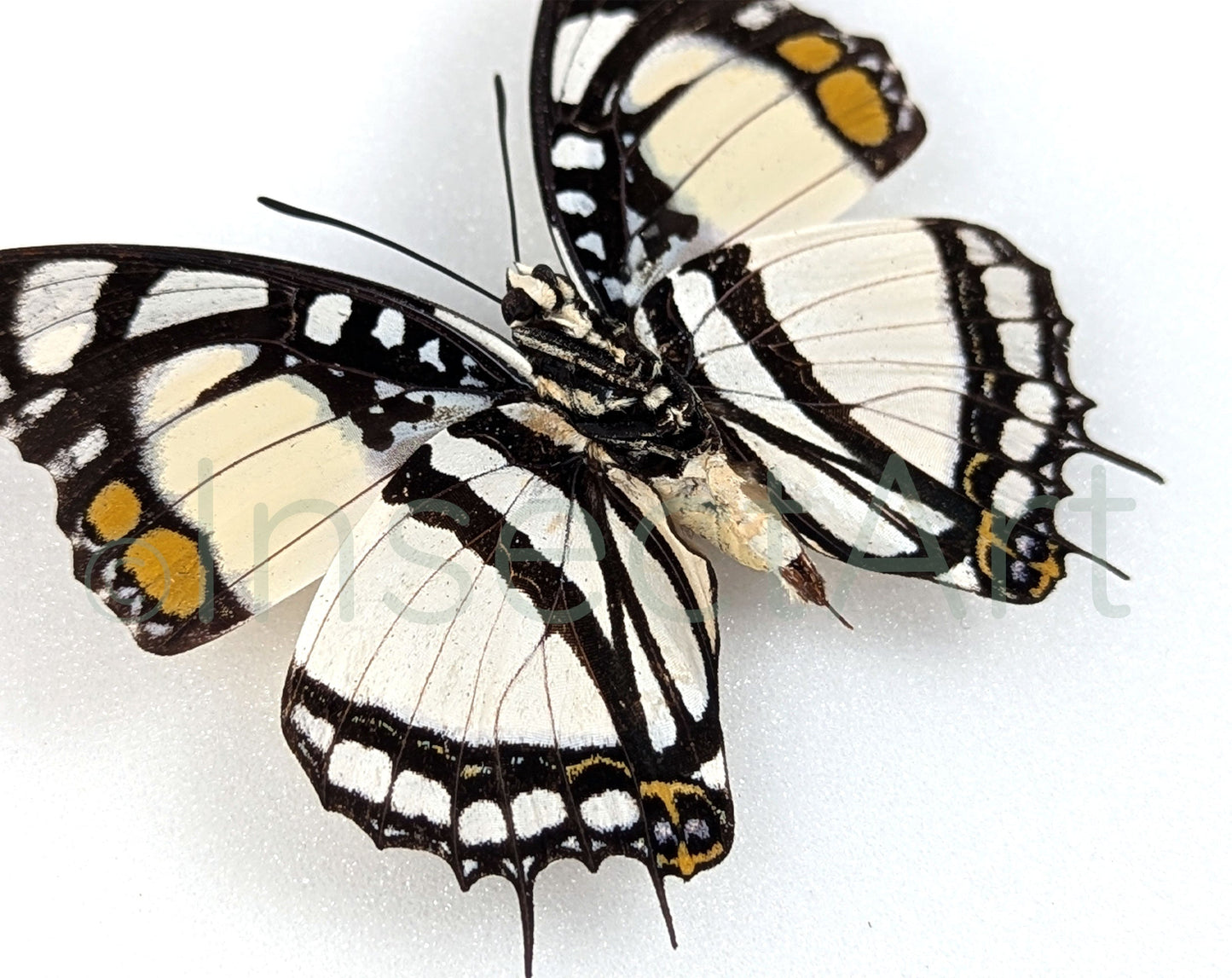 Charaxes nobilis  Schmetterling InsectArt