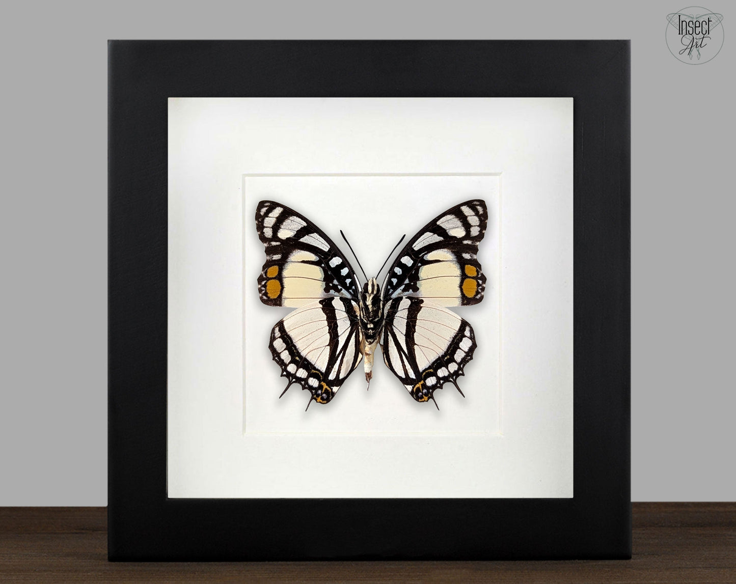 Charaxes nobilis  Schmetterling InsectArt