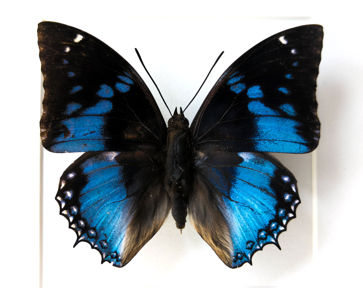 Charaxes smaragdalis  Schmetterling InsectArt