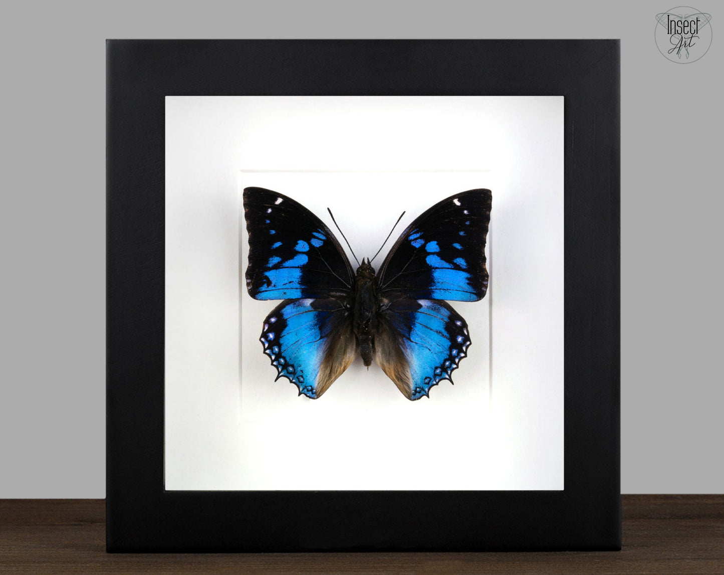 Charaxes smaragdalis  Schmetterling InsectArt