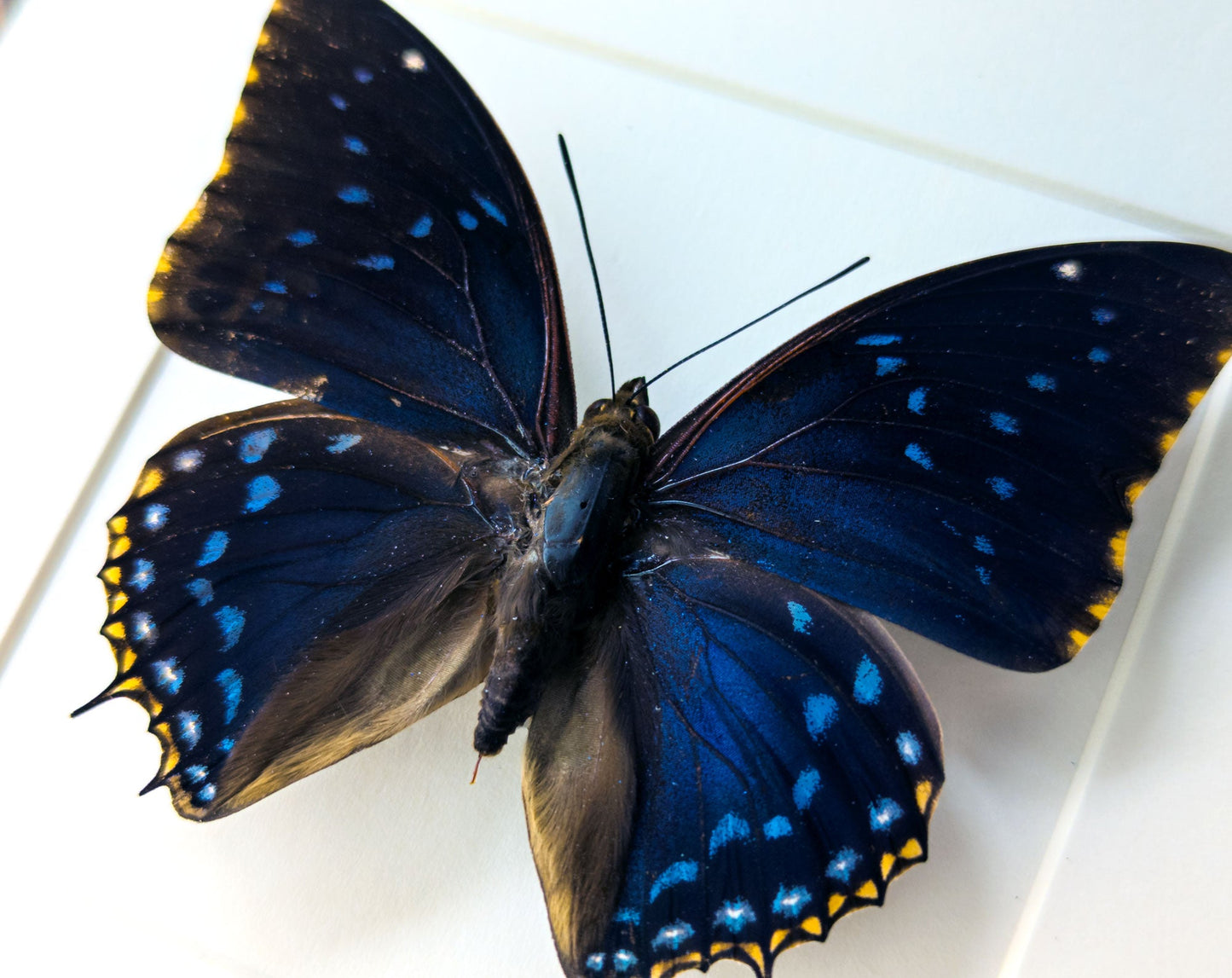 Charaxes tiridates  Schmetterling InsectArt