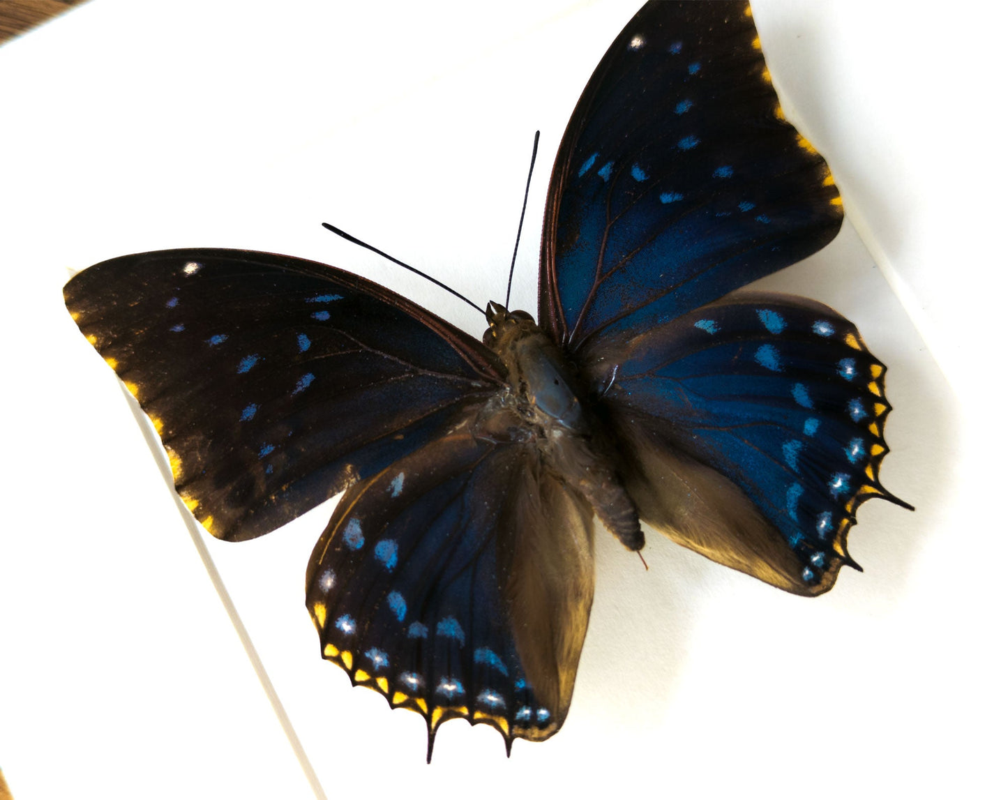 Charaxes tiridates  Schmetterling InsectArt