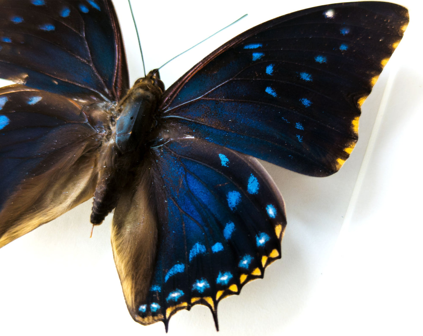 Charaxes tiridates  Schmetterling InsectArt