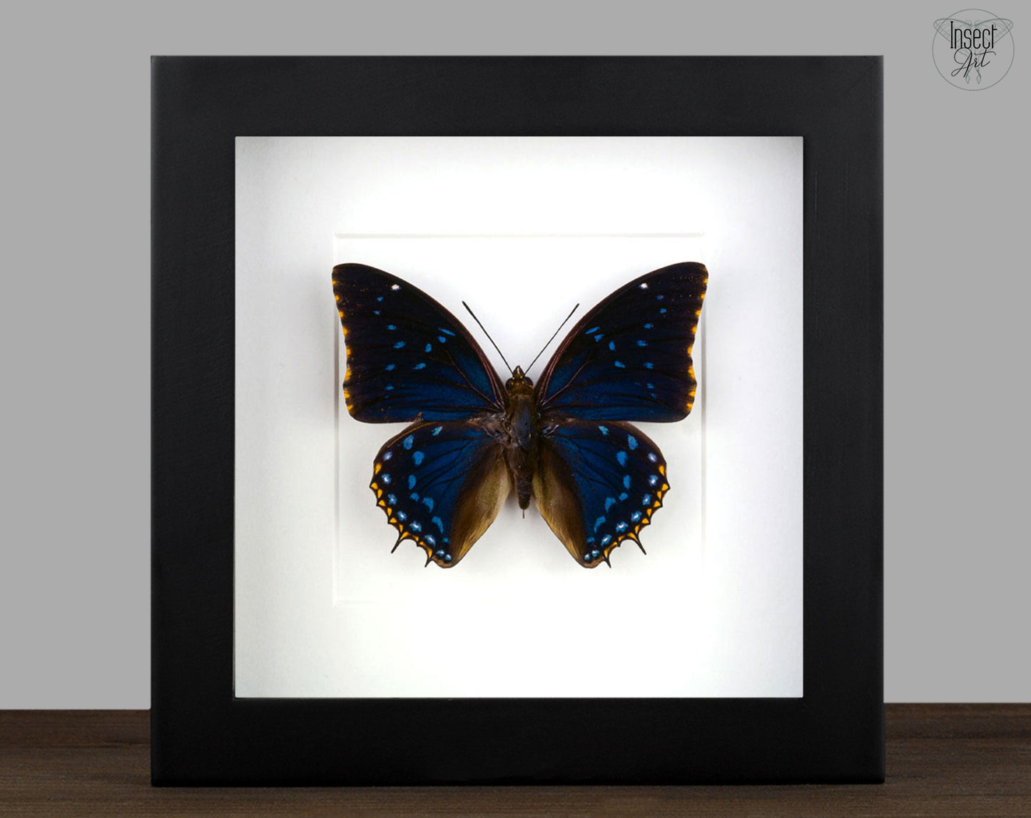 Charaxes tiridates  Schmetterling InsectArt