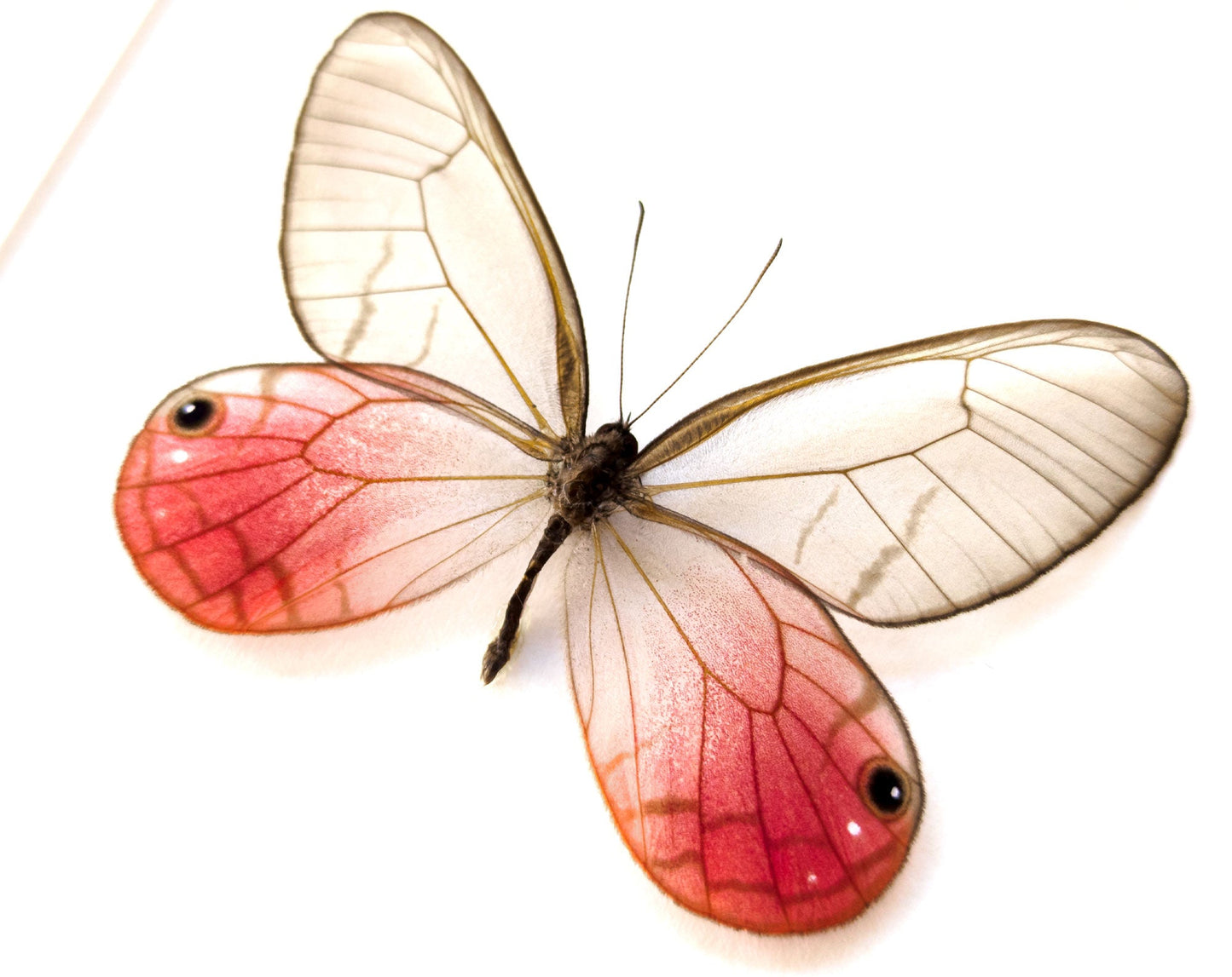 Cithaeria aurorina  Schmetterling InsectArt