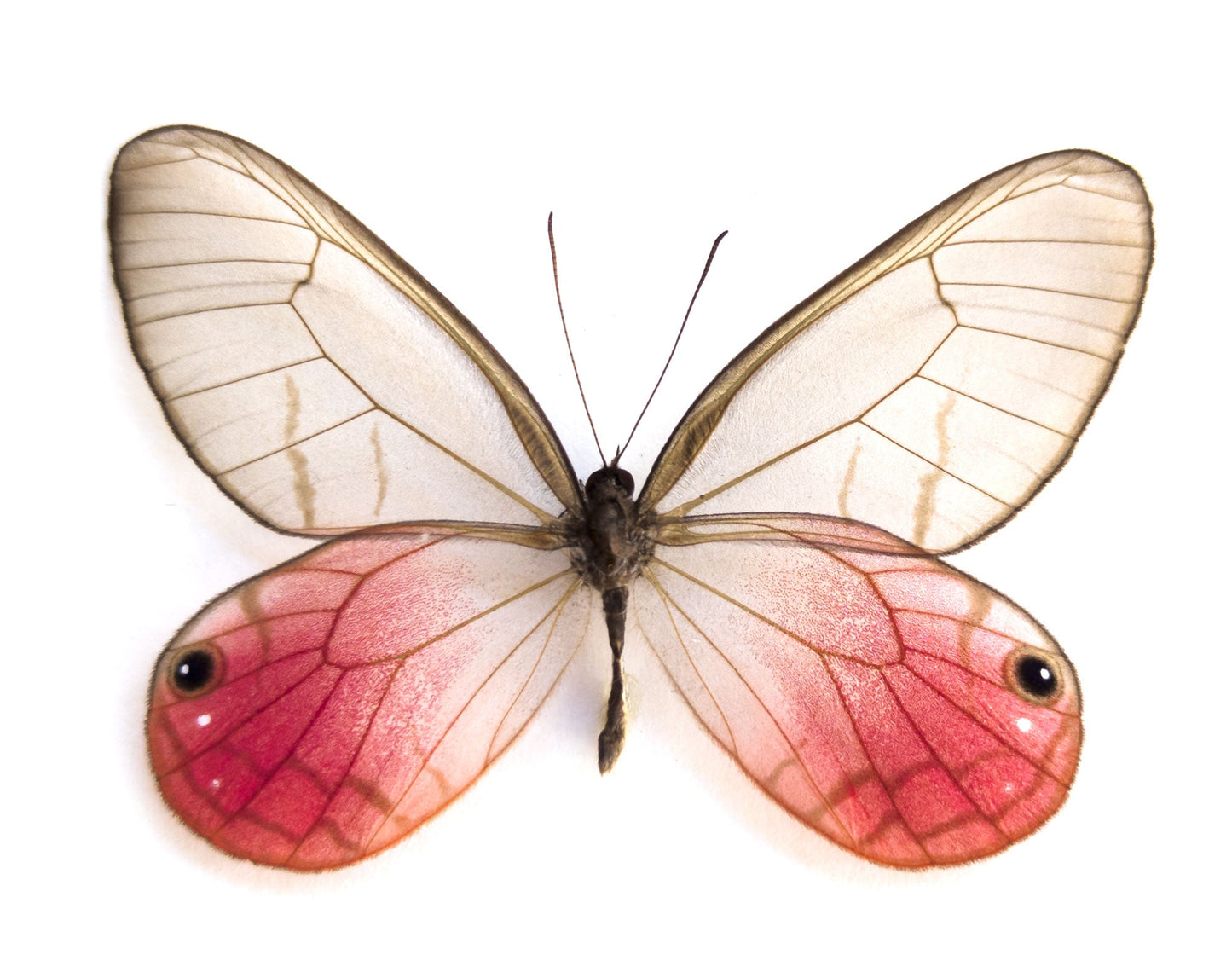 Cithaeria aurorina  Schmetterling InsectArt