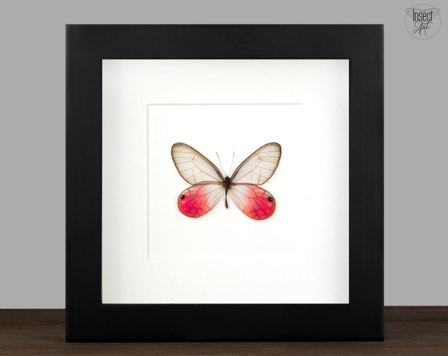 Cithaeria aurorina  Schmetterling InsectArt