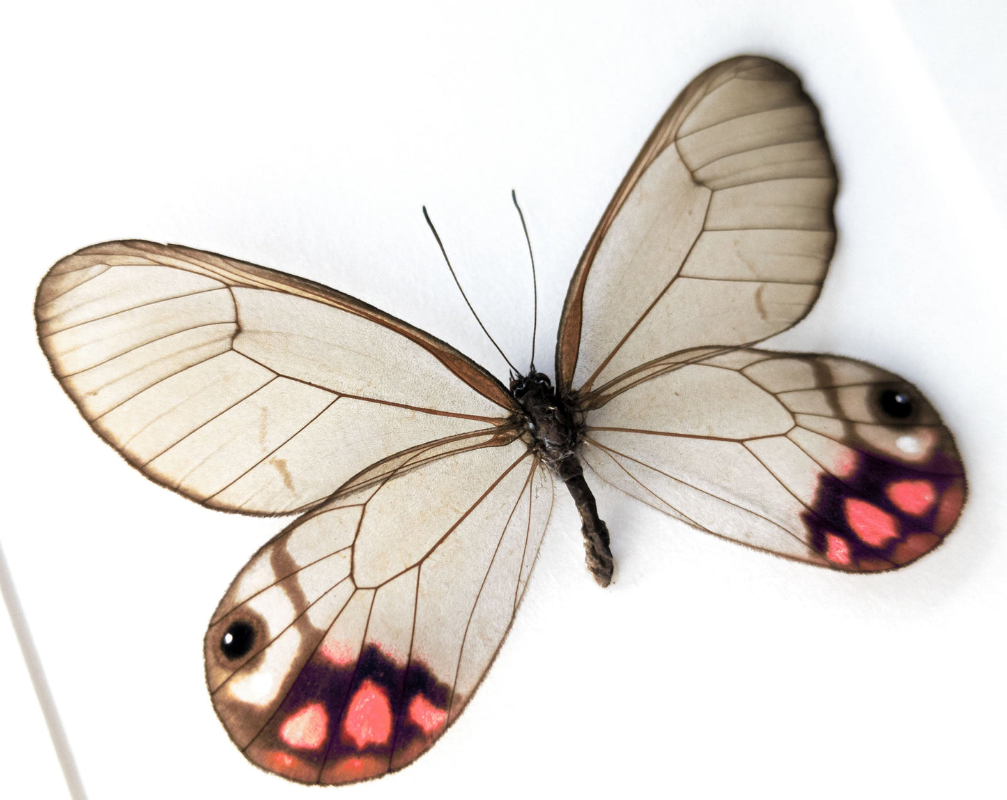 Cithaeria pyropina  Schmetterling InsectArt