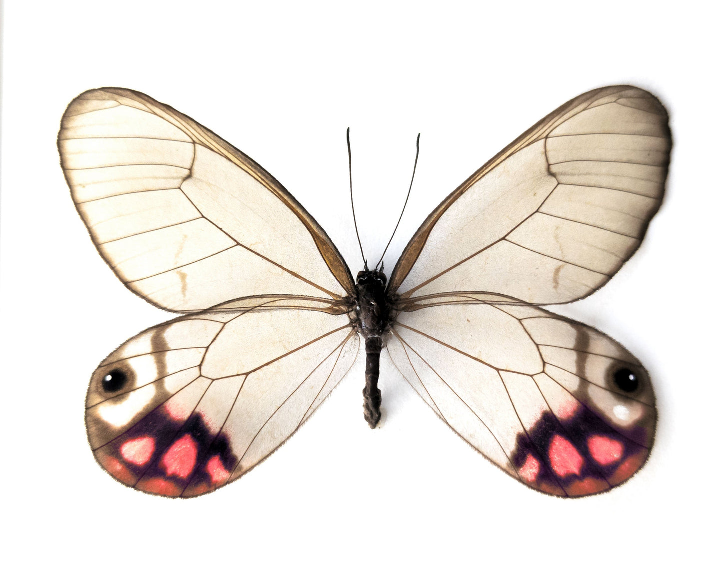 Cithaeria pyropina  Schmetterling InsectArt