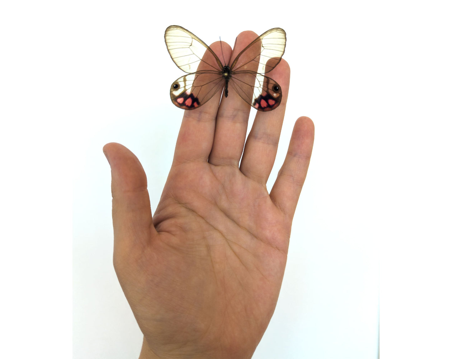 Cithaeria pyropina  Schmetterling InsectArt