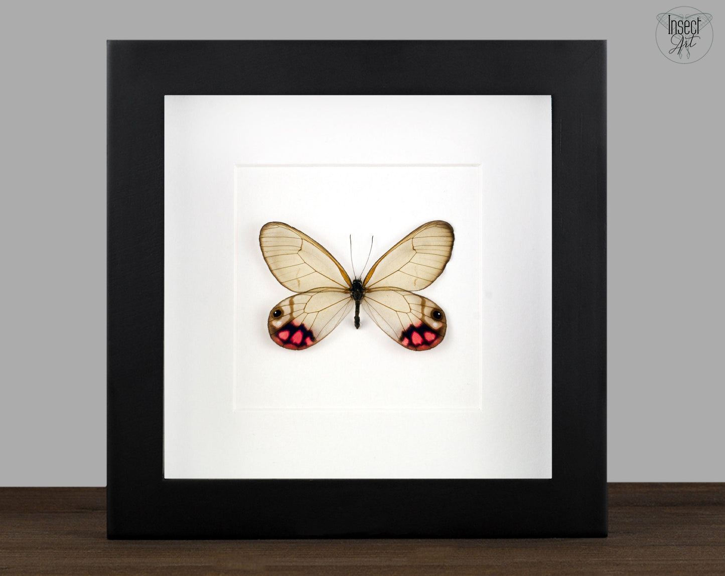 Cithaeria pyropina  Schmetterling InsectArt