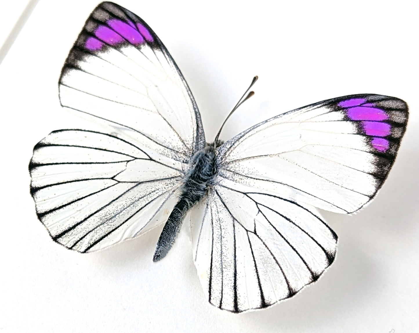 weiß-pink-lila Schmetterling