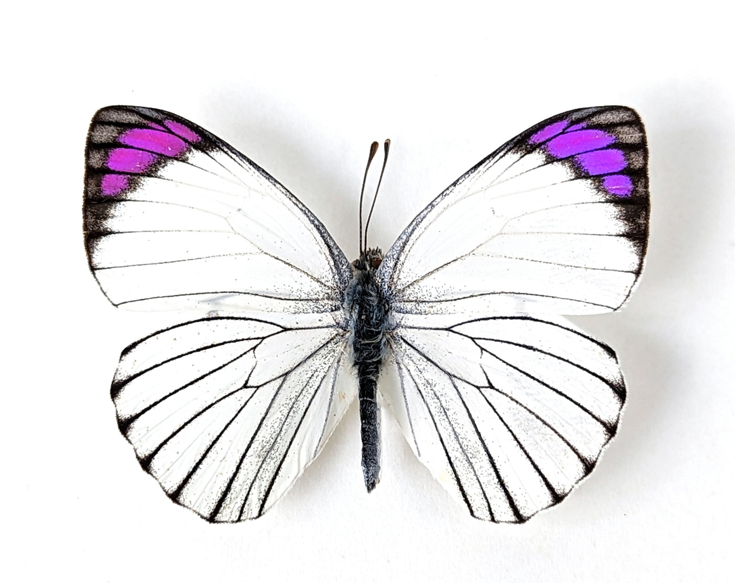 weiß-pink-lila Schmetterling