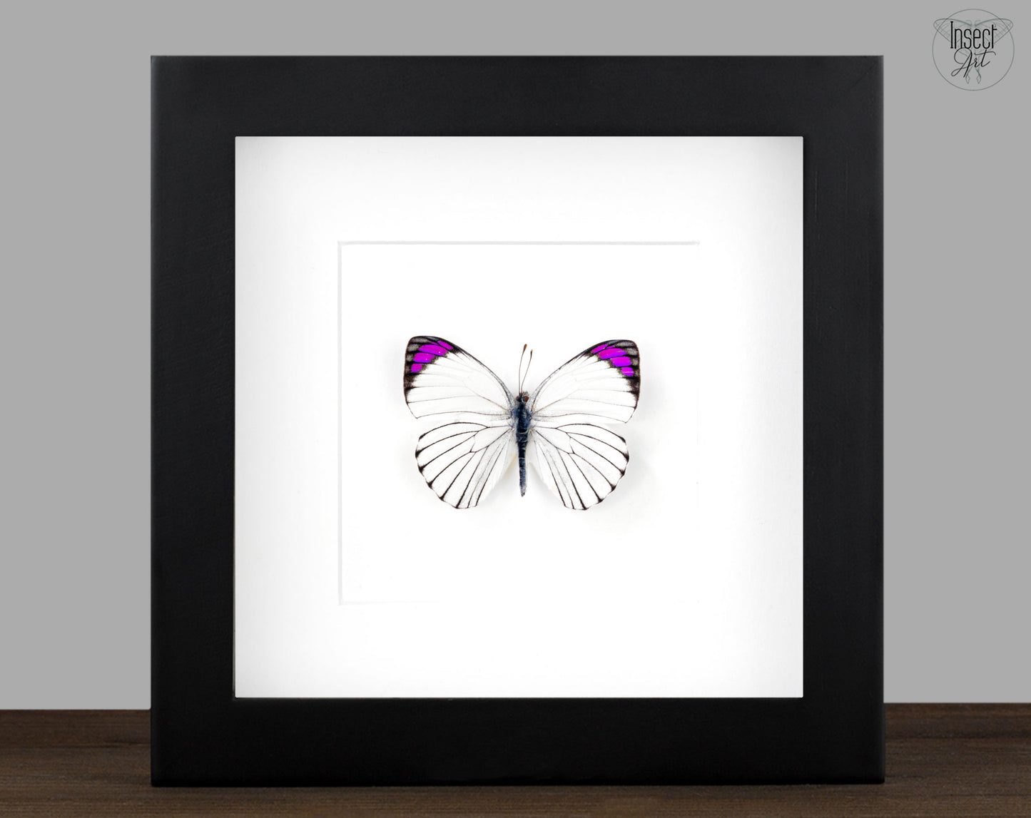 weiß-pink-lila Schmetterling