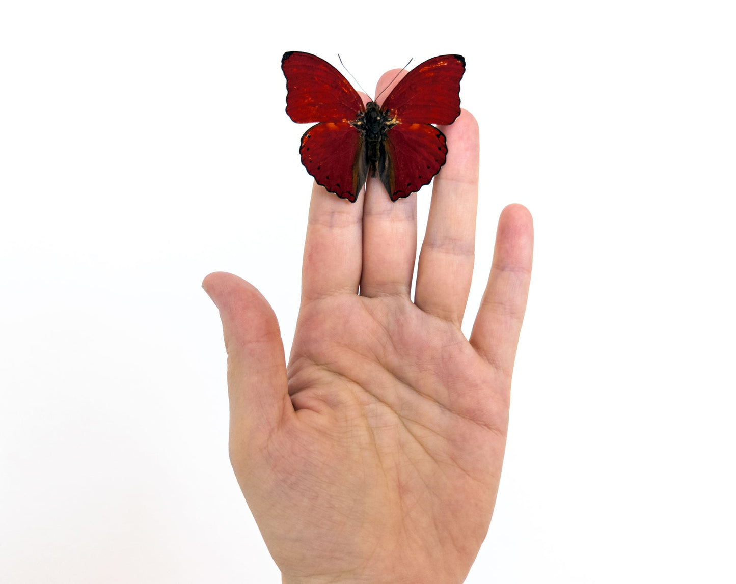 Cymothoe sangaris  Schmetterling InsectArt