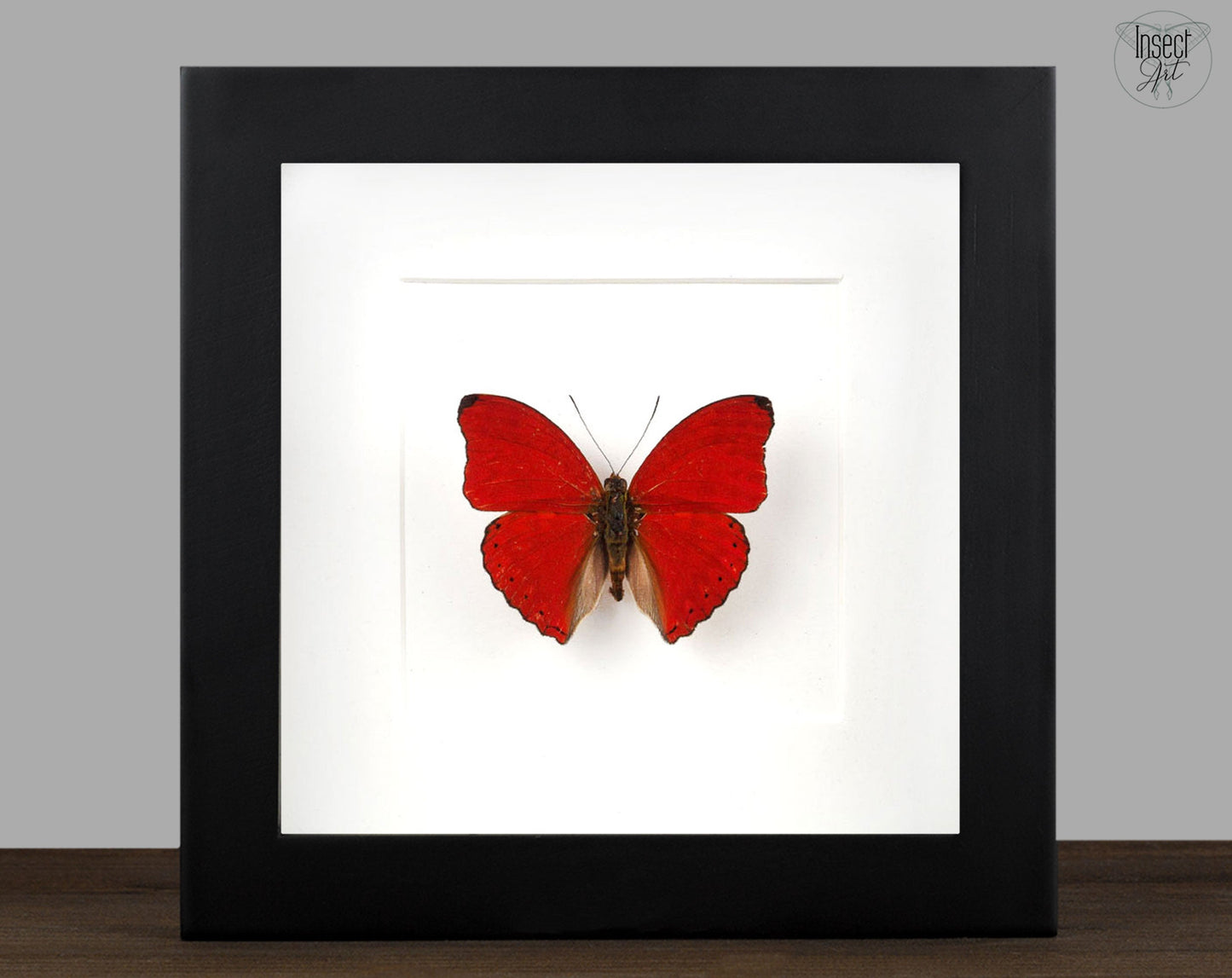 Cymothoe sangaris  Schmetterling InsectArt