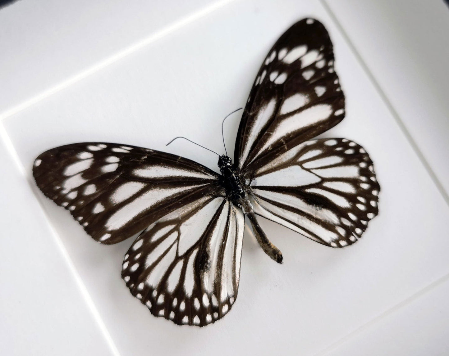 Danaus melanippus  Schmetterling InsectArt