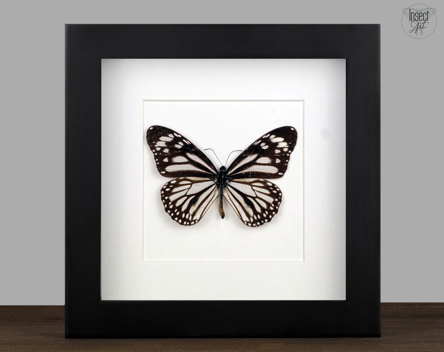 Danaus melanippus  Schmetterling InsectArt