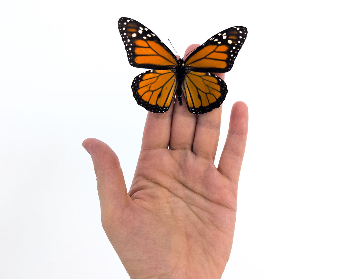 Danaus plexippus  Schmetterling InsectArt