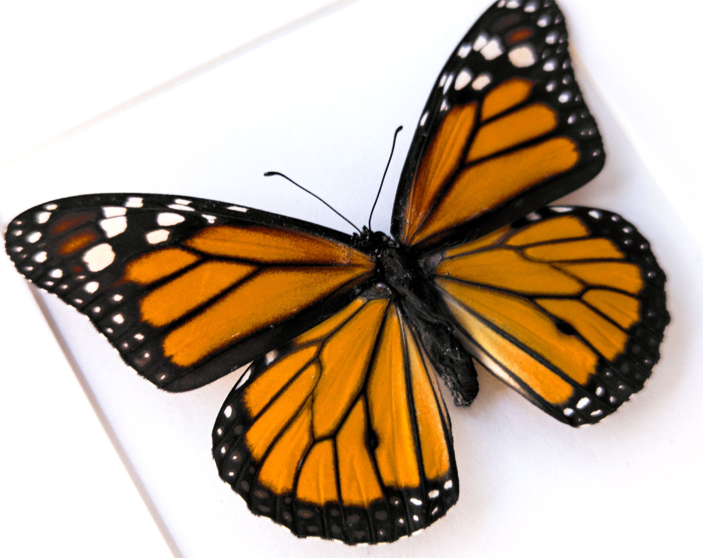Danaus plexippus  Schmetterling InsectArt