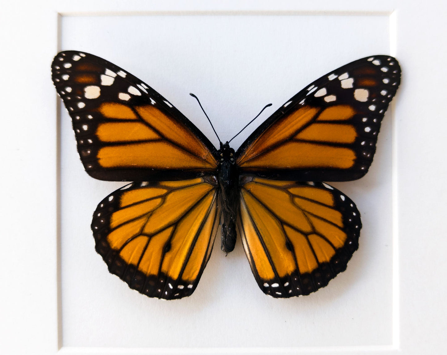 Danaus plexippus  Schmetterling InsectArt
