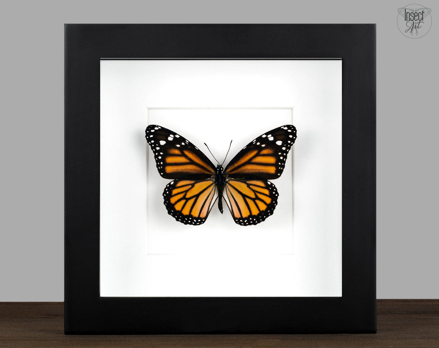 Danaus plexippus  Schmetterling InsectArt