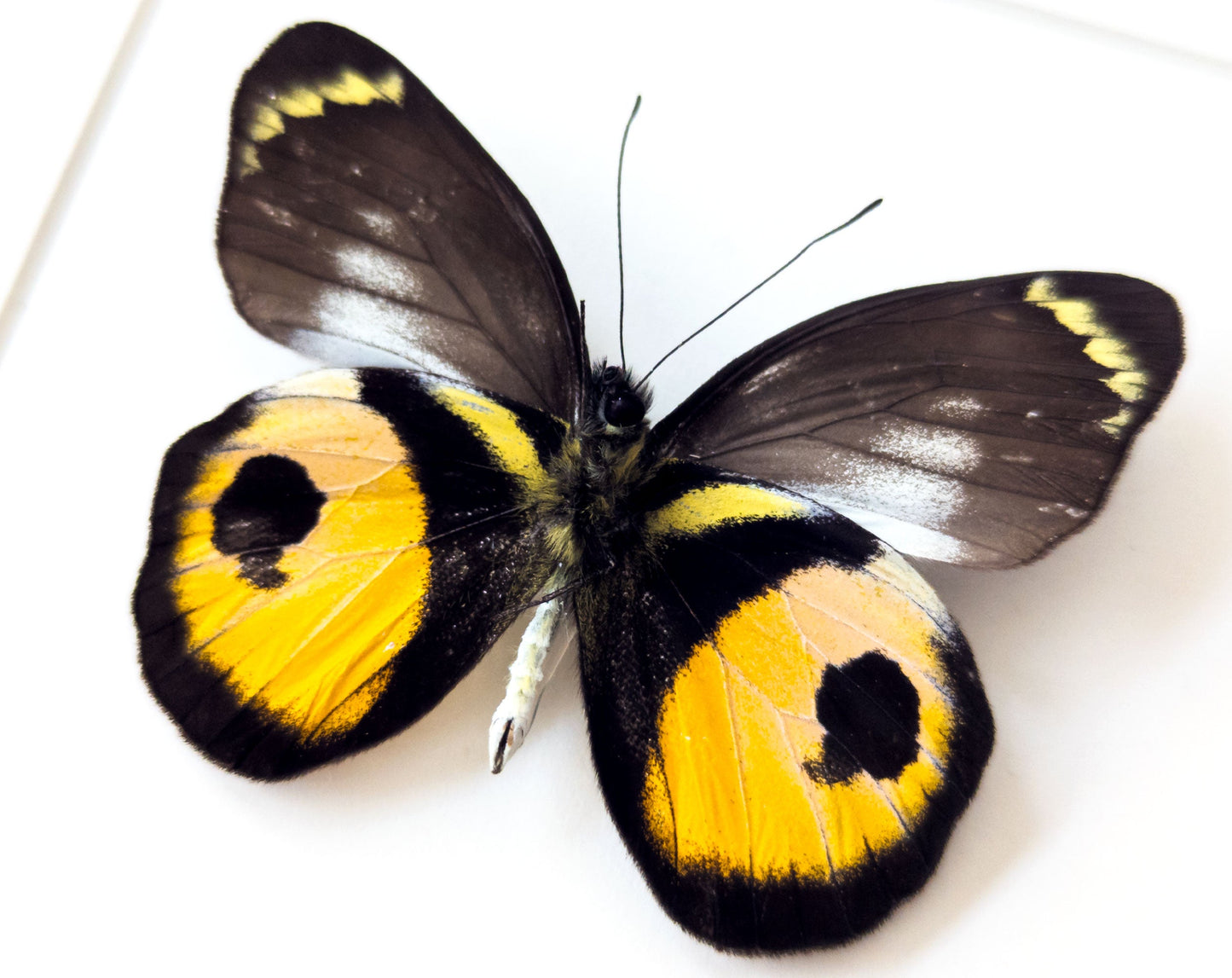 Delias albertisi  Schmetterling InsectArt