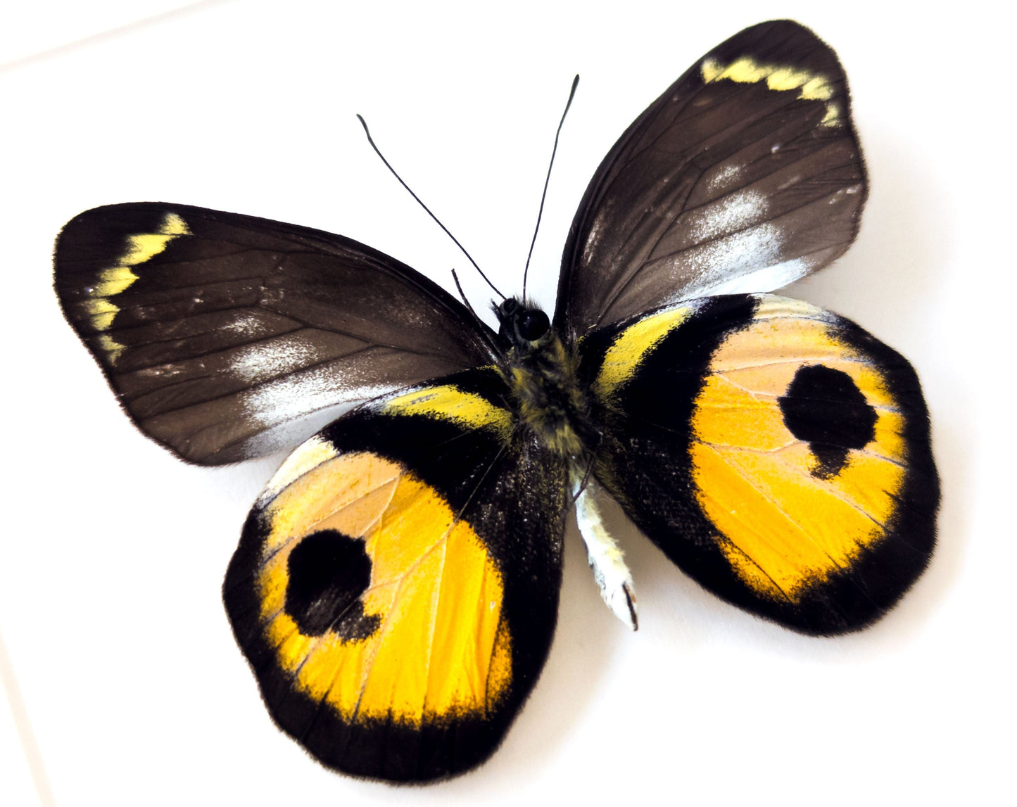 Delias albertisi  Schmetterling InsectArt