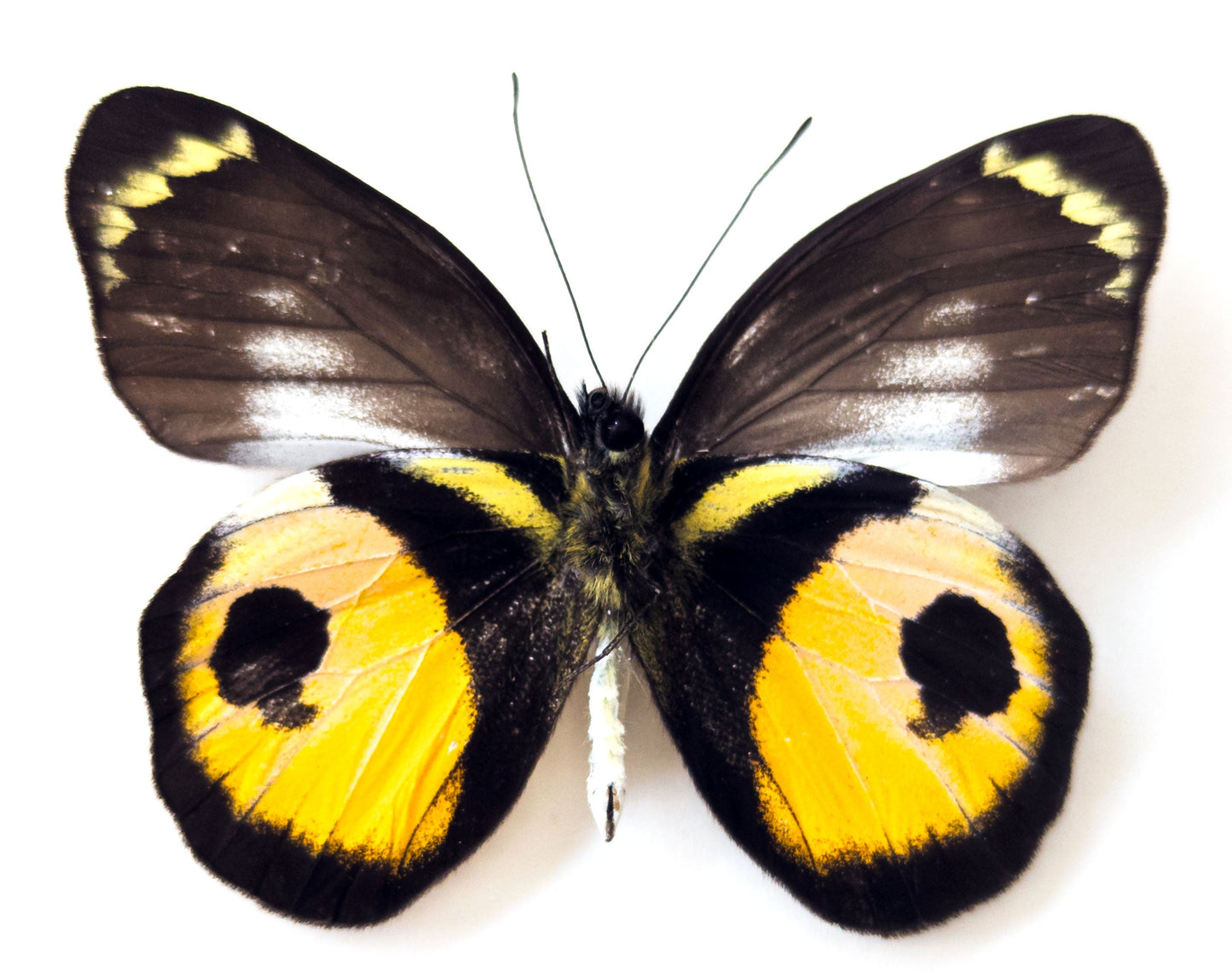 Delias albertisi  Schmetterling InsectArt