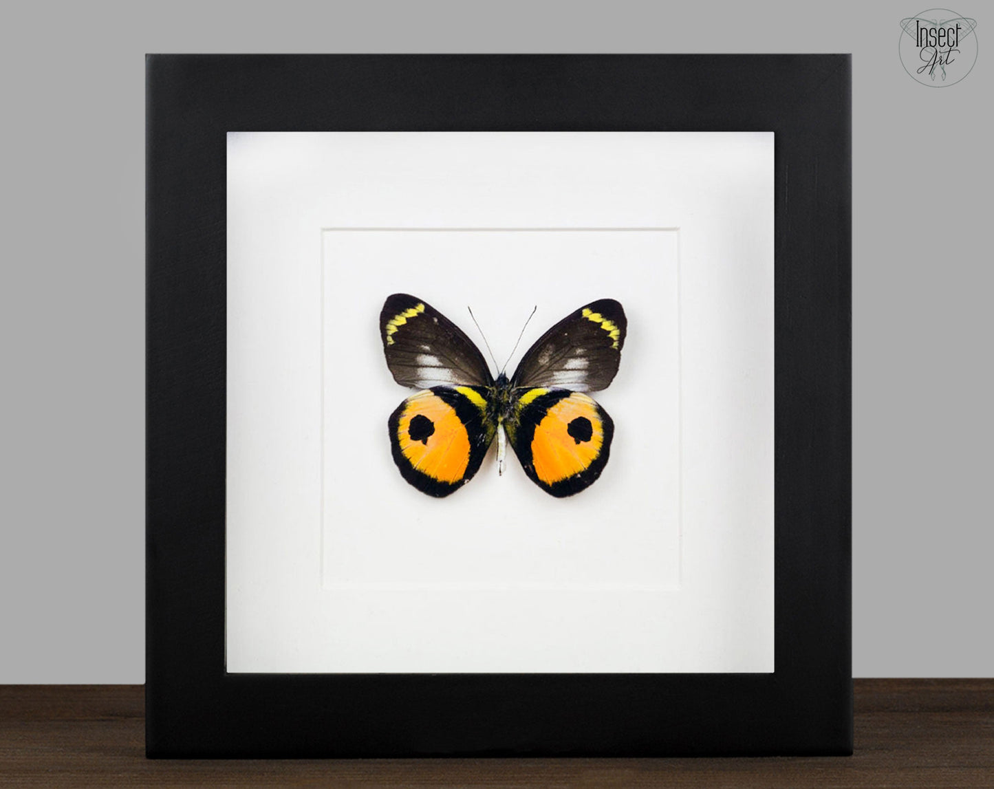 Delias albertisi  Schmetterling InsectArt
