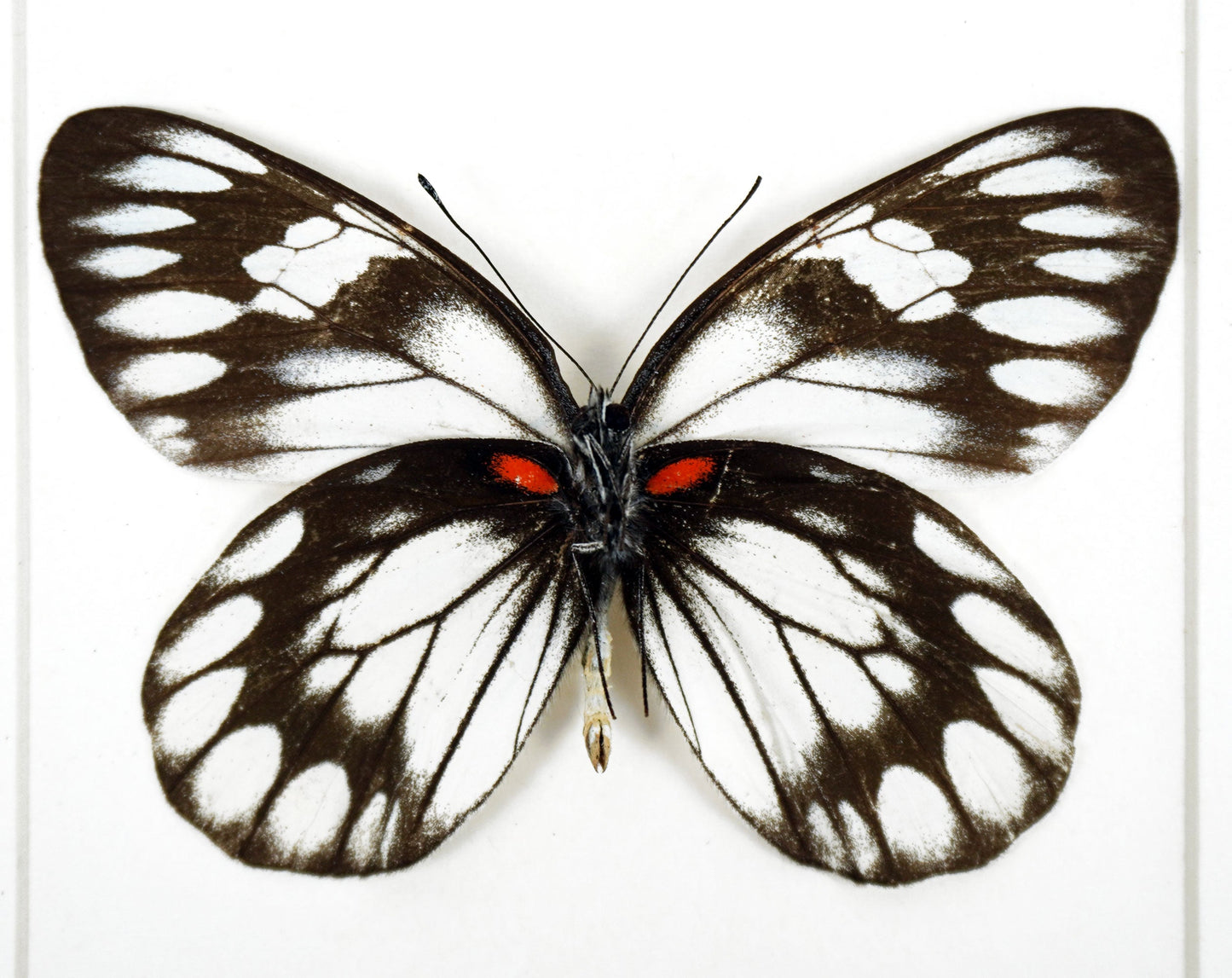 Delias diaphana  Schmetterling im Rahmen InsectArt