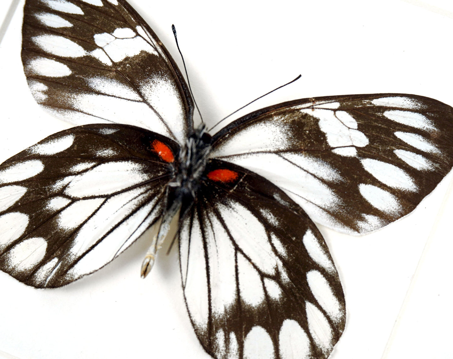 Delias diaphana  Schmetterling im Rahmen InsectArt