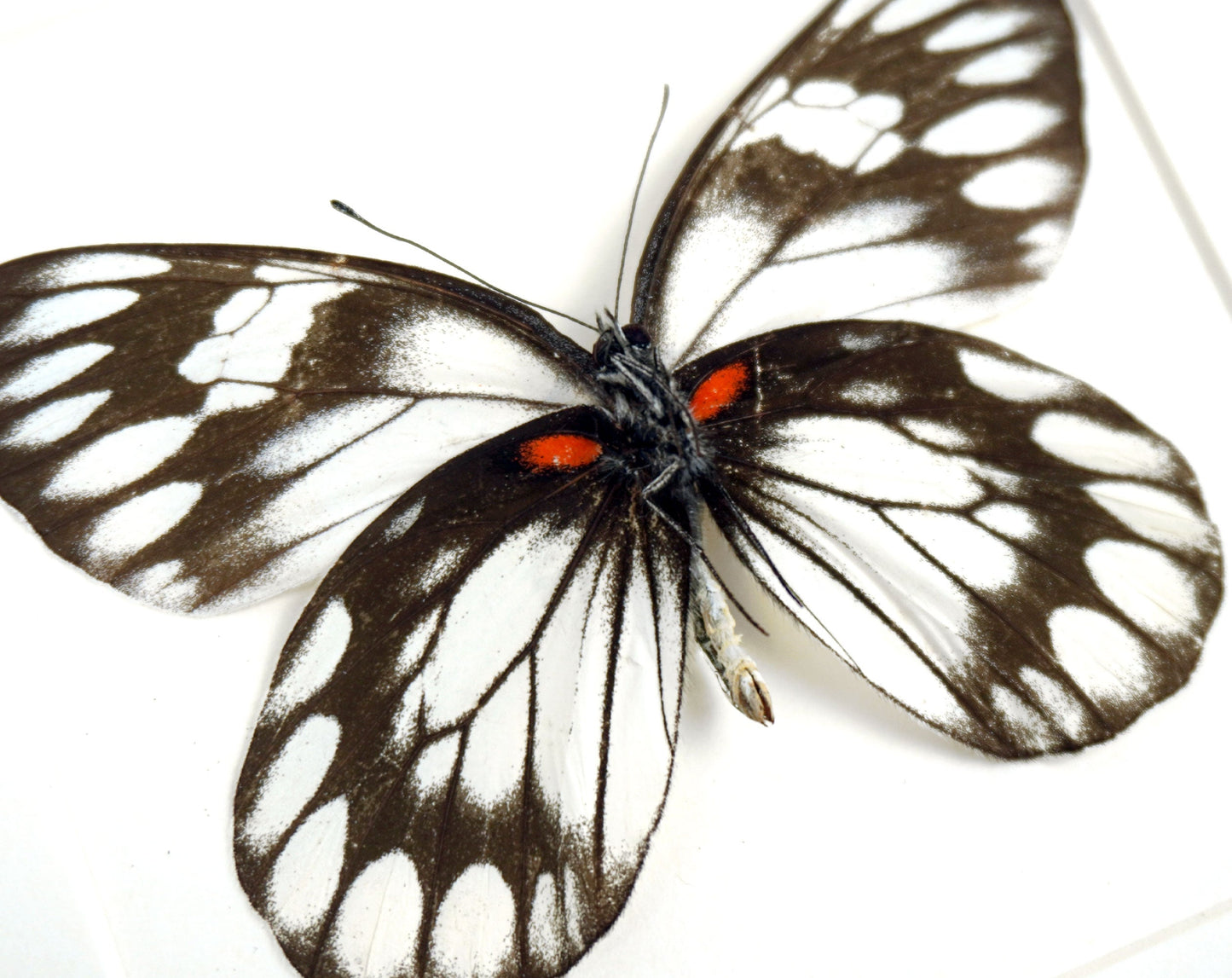 Delias diaphana  Schmetterling im Rahmen InsectArt