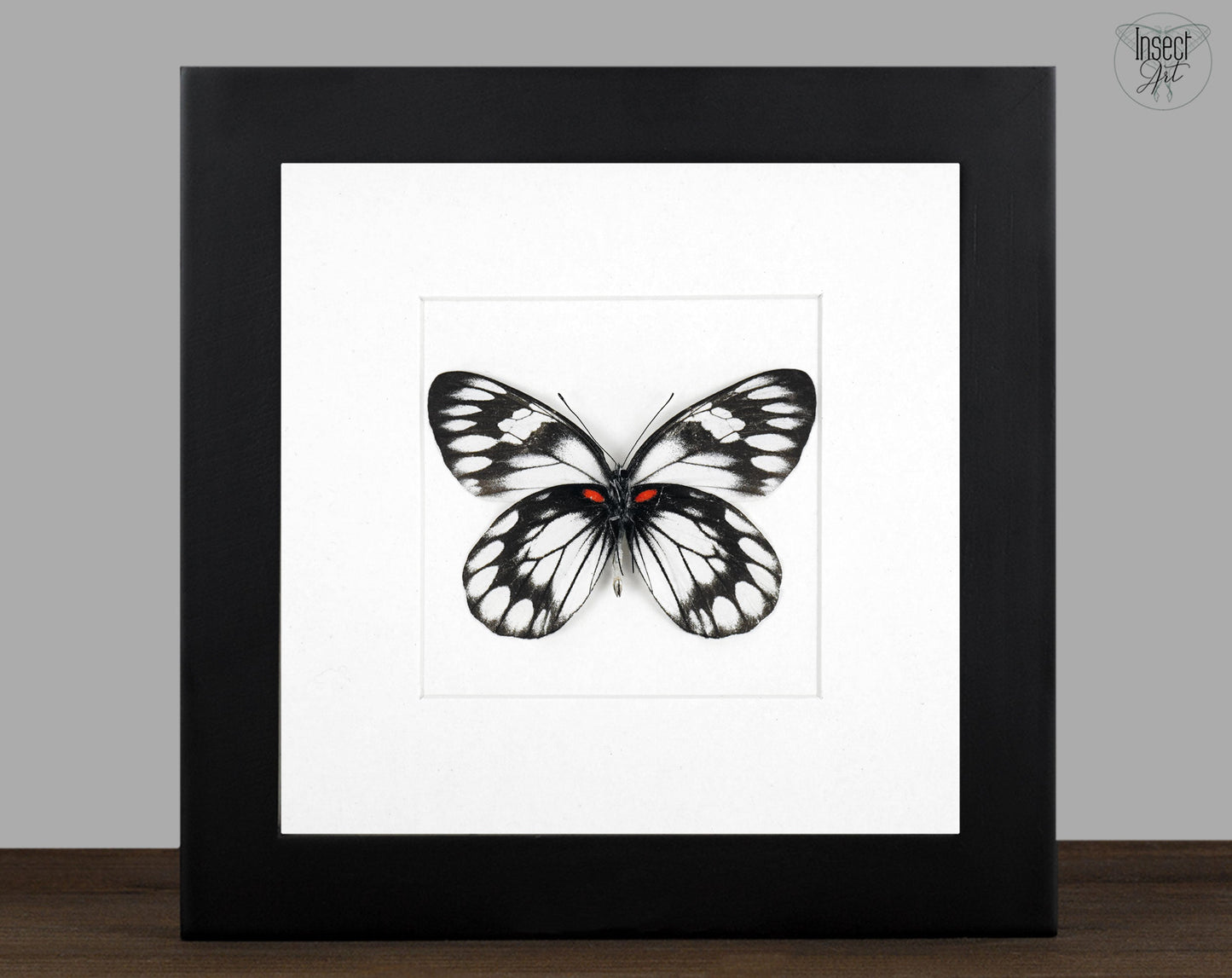 Delias diaphana  Schmetterling im Rahmen InsectArt