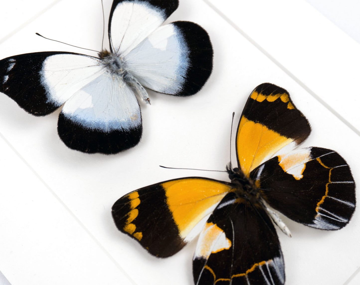 Delias meeki DUO  Schmetterling im Rahmen InsectArt