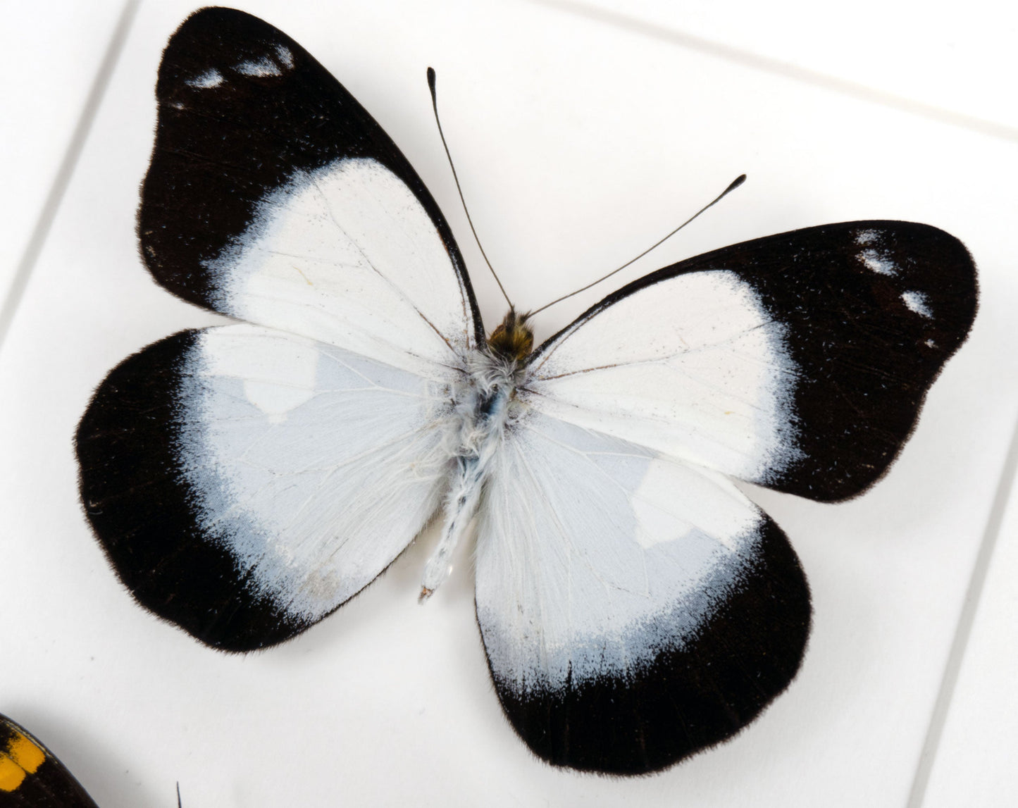 Delias meeki DUO  Schmetterling im Rahmen InsectArt