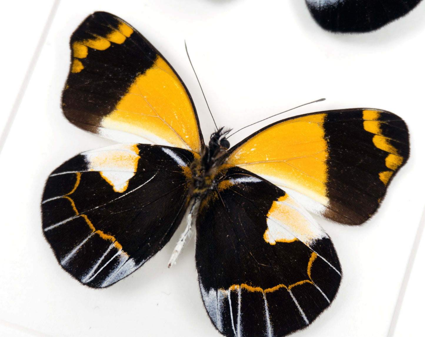 Delias meeki DUO  Schmetterling im Rahmen InsectArt