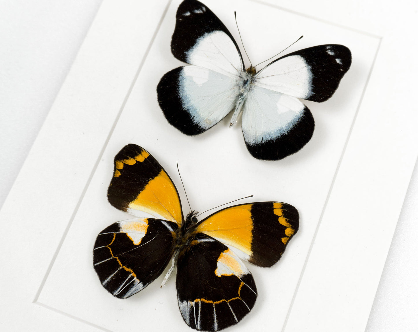 Delias meeki DUO  Schmetterling im Rahmen InsectArt