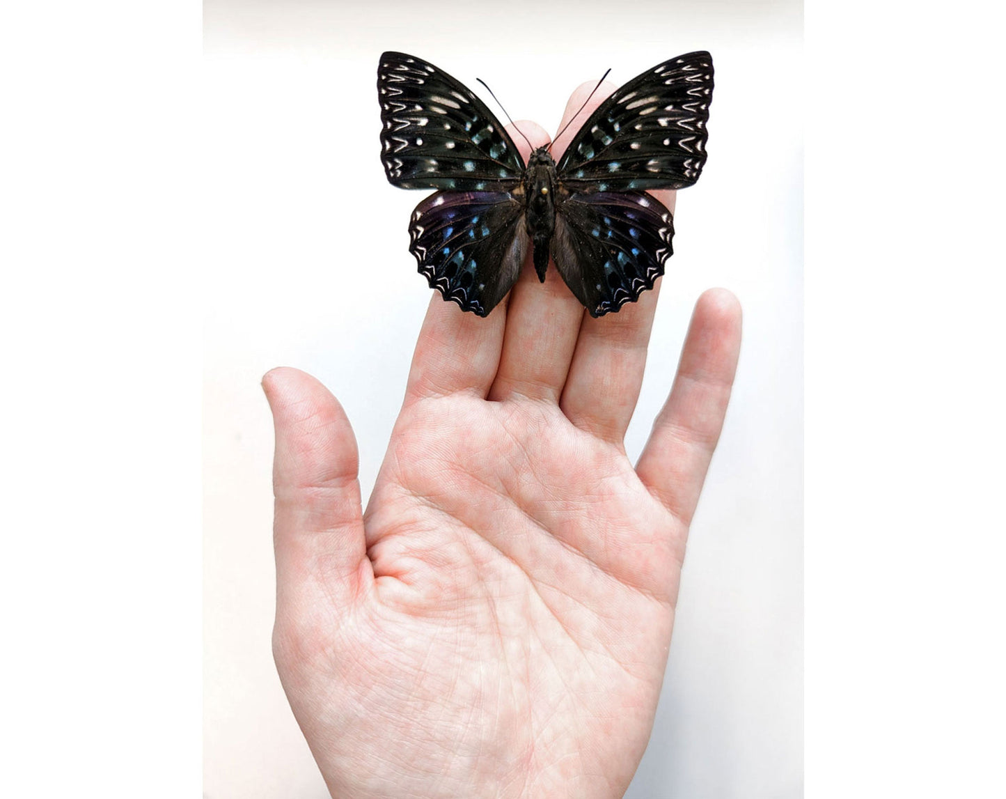 Dichorragia nesimachus  Schmetterling InsectArt