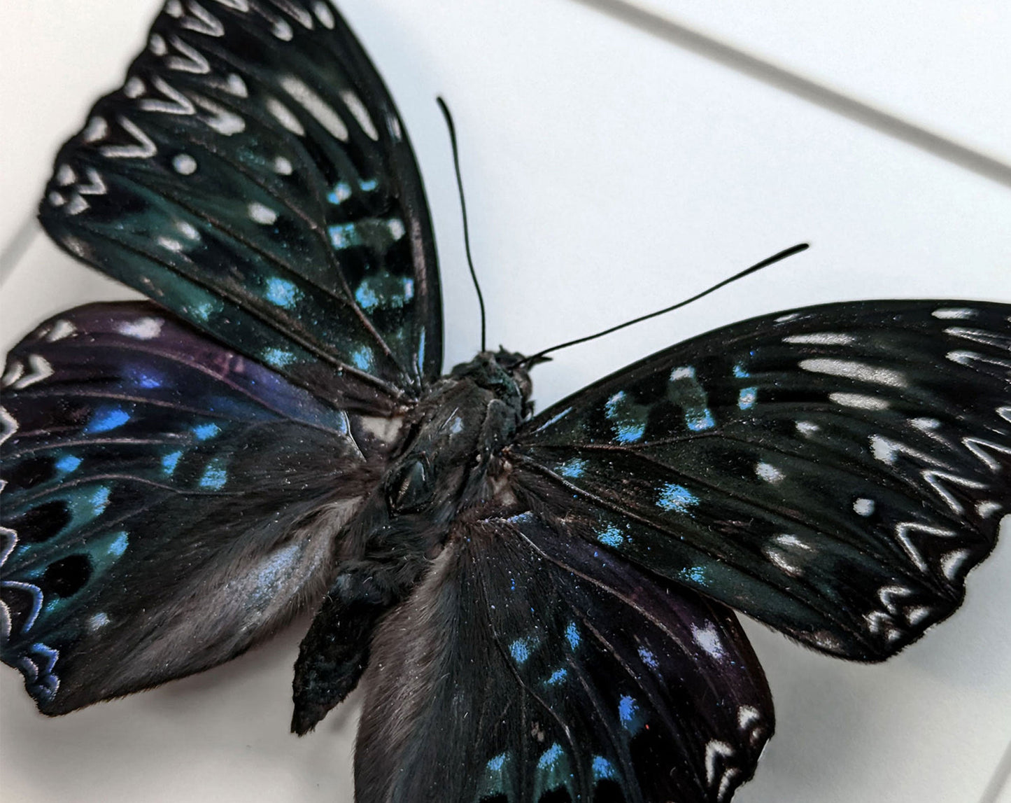 Dichorragia nesimachus  Schmetterling InsectArt