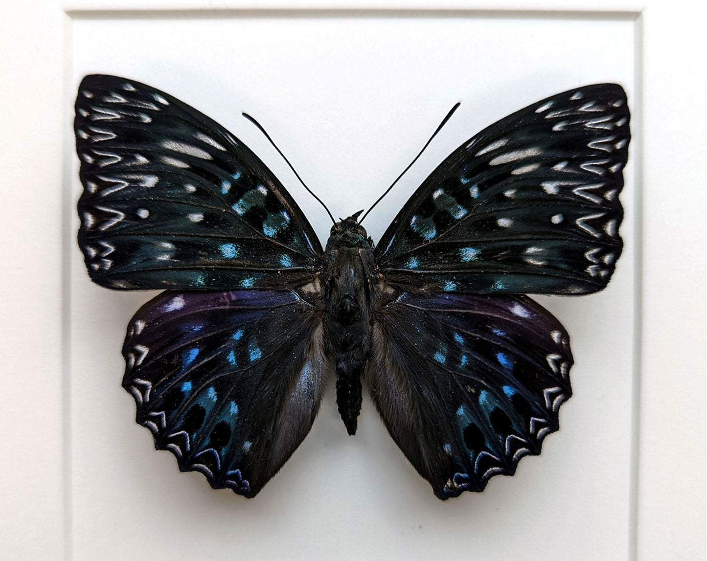 Dichorragia nesimachus  Schmetterling InsectArt