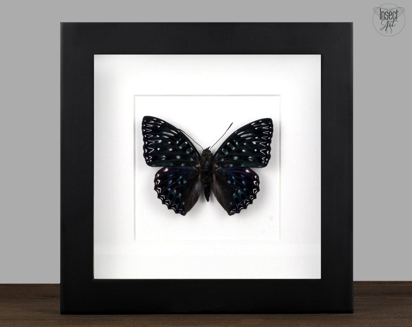 Dichorragia nesimachus  Schmetterling InsectArt