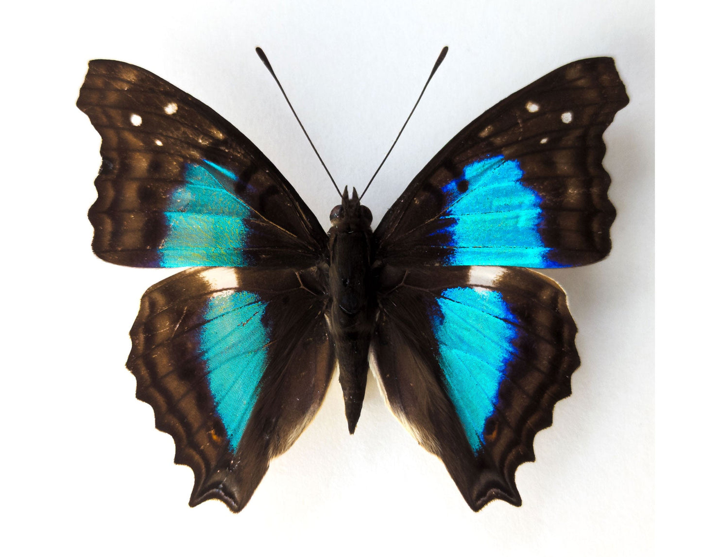 Doxocopa cherubina  Schmetterling InsectArt