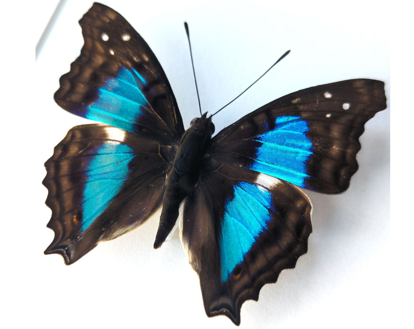 Doxocopa cherubina  Schmetterling InsectArt