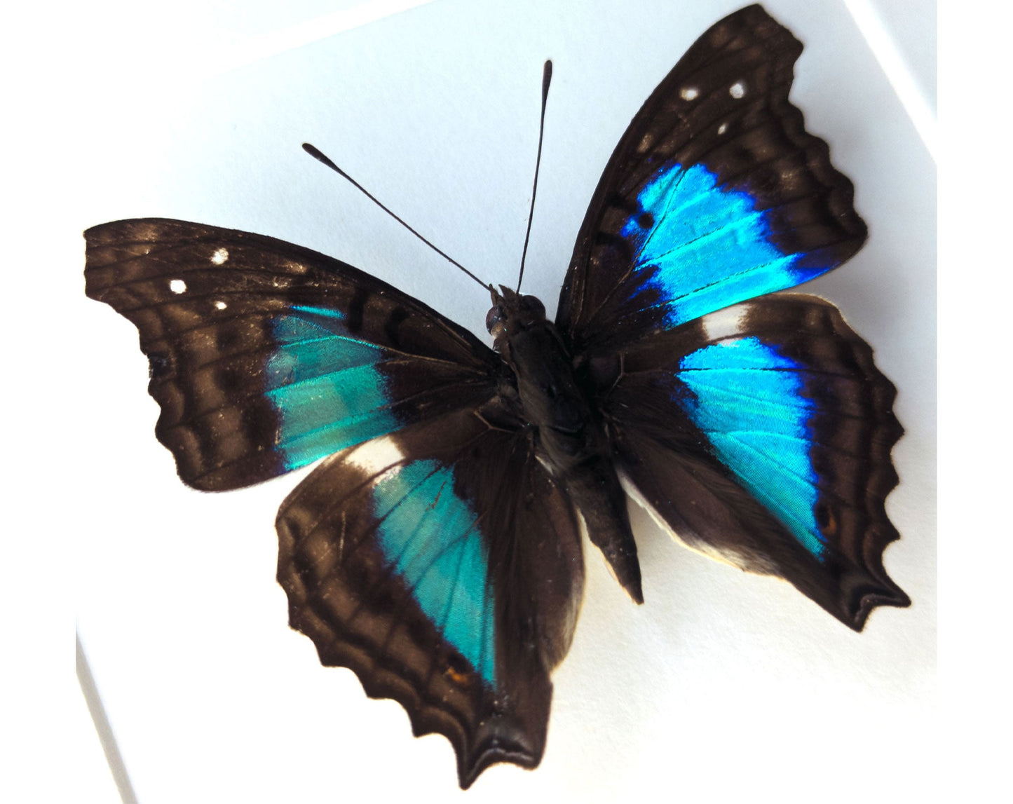 Doxocopa cherubina  Schmetterling InsectArt