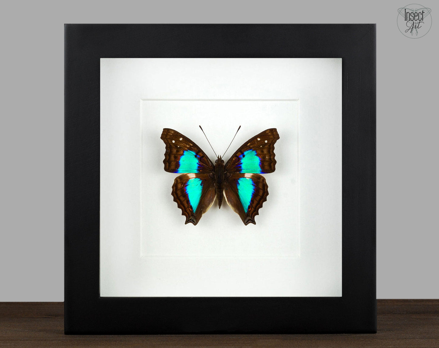 Doxocopa cherubina  Schmetterling InsectArt