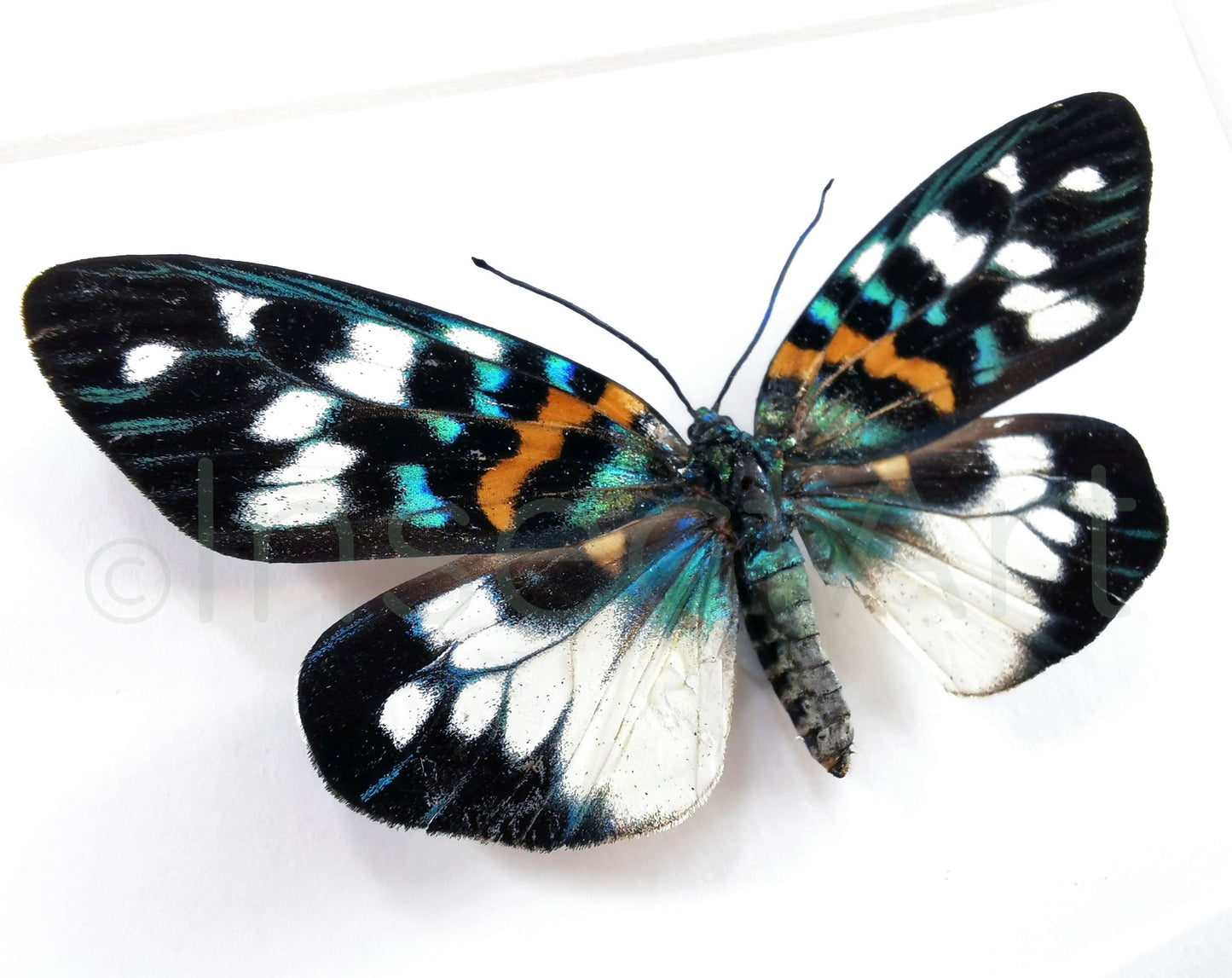 Erasmia pulchella  Schmetterling InsectArt