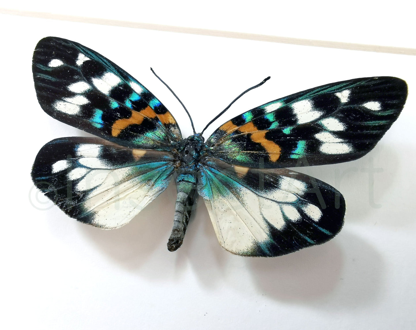 Erasmia pulchella  Schmetterling InsectArt